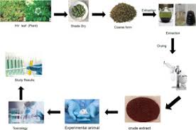 Image result for Hippocratea indica