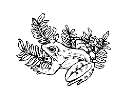 A tree frog coloring page! Frogs And Toads Coloring Pages And Printable Activities