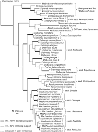 Image result for Aeschynomene pfundii