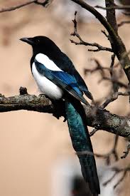 Image result for Pica