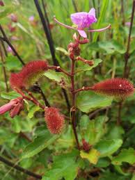 Image result for Clappertonia polyandra