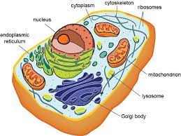 Learn all about various cell types, cellular anatomy, and cellular processes. 15 Characteristics Of Life Ideas Wild Animal Wallpaper Tissue Types Cells Project