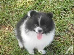 Black And White Pomeranian Puppy For Sale Black And White Pomeranian Quotes White Pomeranian Pomeranian Pom Mom