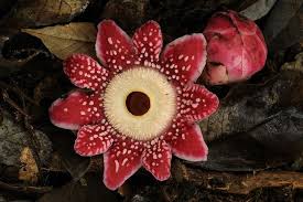Pin On Unusual Plants Flowers