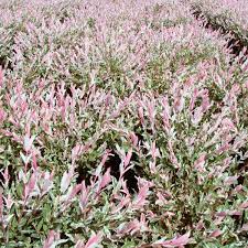 Dappled willow (hakuro nikishi) ornamental willows grafted on high stems such as the harlequin willow are extremely popular. Dappled Willow Flamingo Salix Integra My Garden Life