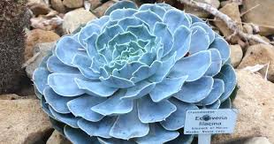 In total, 285 extracts were tested, of which 86 extract showed high activity while 122 extracts did not show activity (figure 3). Echeveria Lilacina Care Learn To Grow The Ghost Echeveria