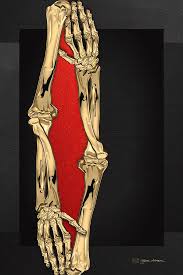 If this be examined with a rather low power the bone will be seen to be mapped out into a number of circular districts each consisting of a central hole surrounded by a number of. Memento Mori Two Sets Of Gold Human Arm Bones Over Black And Red Canvas Digital Art By Serge Averbukh