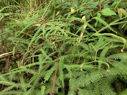 Image result for Gleicheniaceae