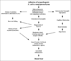 Figure 1 Urinary Tract Infections And Vesicoureteral Reflux In Infants And Children American Academy Of Pediatrics