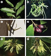 Image result for Artabotrys