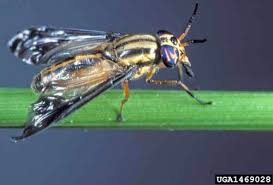 Federal statutes and regulations federal insecticide, fungicide, and rodenticide act (fifra) congress passed the first federal insecticide. Deer Fly Control Walter Reeves The Georgia Gardener