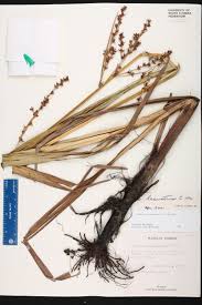 Image result for Scleria lacustris