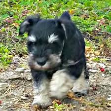 Browse ads from reputable breeders. Black And Silver Miniature Schnauzer Puppies For Sale