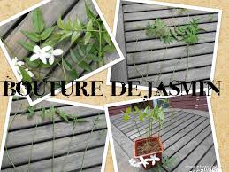 Photovisi Photo Collage Maker Boutures Bouturer Jasmin Jasmin Officinal