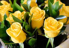 Friendship roses this valentine's day. 8 Rose Color Meanings For A Thoughtful Bouquet Perry Homes