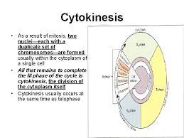 We did not find results for: Cell Growth And Division Cell Growth When A