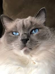 Love my new grey tabby necklace! Blue Ragdoll Cats Blue Point Ragdolls Blue Mitted Colorpoint Mitted Lynx Tortie Bicolor