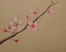 Check spelling or type a new query. Cherry Blossom Color Pencil Drawing Cherry Blossom Drawing Flower Drawing Realistic Flower Drawing