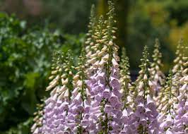 Best Plants To Grow In Shady Areas With Dry Soil Foxglove Plant Dry Shade Plants Cool Plants