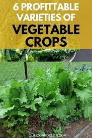 6 Profitable Varieties Of Vegetable Crops Vegetable Farming Growing Vegetables Organic Vegetable Garden