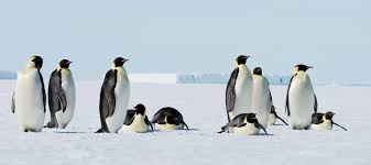 Penguins (order sphenisciformes, family spheniscidae) are a group of aquatic, flightless birds living almost exclusively in the southern hemisphere.the number of penguin species is debated. Emperor Penguins Are Marching To Extinction At Current Emissions Levels Audubon