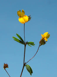 Image result for Smithia