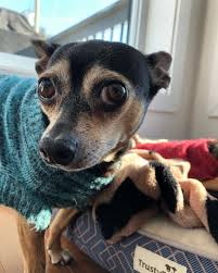 Watch The Best Youtube Videos Online Shy Doggo Dog Chihuahua Little Shy Sun Chihuahua Dogs Doggo