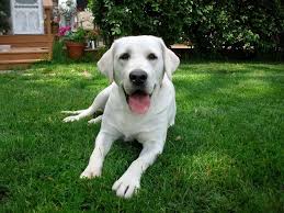 These beautiful and loyal dogs will be an amazing asset to any family. Minnesota White English Labrador Retriever Puppies Snow White Polar Bear White Lab Retriever Breeders Raising White Labrador Puppy Lab Puppies English Labrador