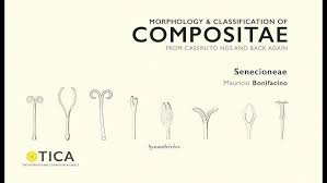 Image result for Brachythrix pawekiae