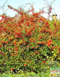Cotoneaster Lacteus Cotoneaster Laiteux Tous Les Conseils Pour Les Arbustes Persistants Arbuste Arbuste Haie Arbuste Persistant