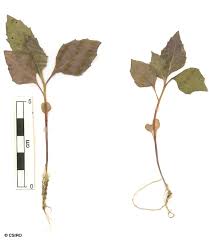 Image result for Crassocephalum paludum