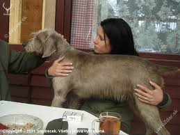 Image result for slovenský ohař hrubosrstý