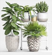 50 Plants Collection Free Sketchup Model Sketchup Model Plants Plant Collection