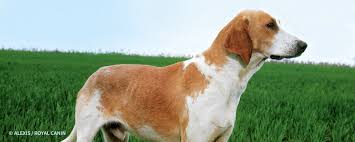 (siècle à préciser) de français, blanc et orange. Grand Anglo Francais Blanc Et Orange Societe Centrale Canine