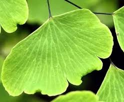 Image result for Adiantum poiretii