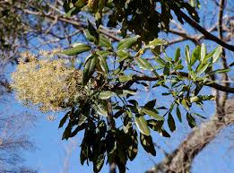 Image result for Neocussonia umbellifera