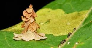 Black And Yellow Striped Caterpillar Georgia Witch S Hat Bagworm Moth Psychidae Larva Insects Nature Moth Species