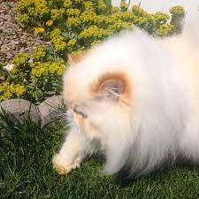 A Brave Bowie Tries To Walk On Grass Bowie Brave Grass Walk Persian Cats Animals Dogs