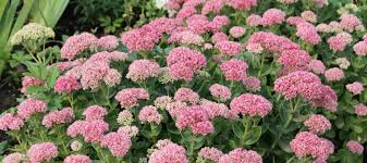 Looking for drought resistant flower plants for your garden? 10 Drought Tolerant Plants To Include In Your Garden Dave S Garden