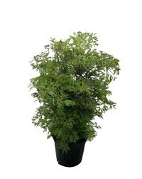 Image result for Polyscias