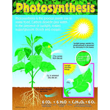 Chart Photosynthesis Gr 4 8 Photosynthesis Science School