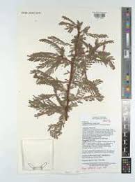 Image result for Acacia kirkii