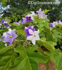 Image result for Solanum