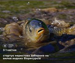 ❗️Увага! З 1 квітня стартує нерестова заборона на вилов риби Державна  екологічна інспекція України нагадує, що нерест – це критично важливий  період для відновлення популяцій риби у наших водоймах. Від його успішності