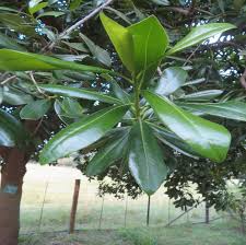 Image result for Warburgia