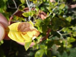 Why do gardenia leaves turn yellow? My Gardenia Turning Brown Causes Solutions