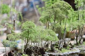 Bonsai cucur atap yang di koleksi riki dijual mulai dari rp 2 juta hingga rp 30 juta (juara kontes). Bonsai Selamatkan Nurseri Pesara Daripada Berkubur