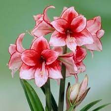Charisma Amaryllis Bulb Amaryllis Bulbs Amaryllis Flowers Amaryllis