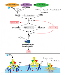 Image result for Complement Pathway