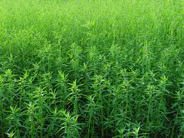 Image result for Sphenoclea zeylanica